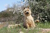 CAIRN TERRIER 097
